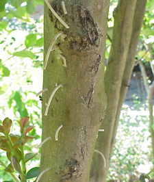 ASIAN AMBROSIA BEETLE